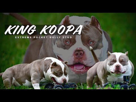 American Bully dogs for stud