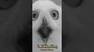 Owl Hooting Sound Effect