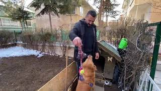 Köpek Yuvasi İçi̇n Kişin Isitici Kullanin. Öpek