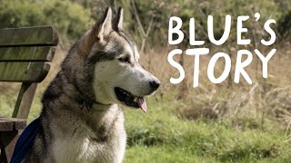Setting Blue up for success | Battersea Stories