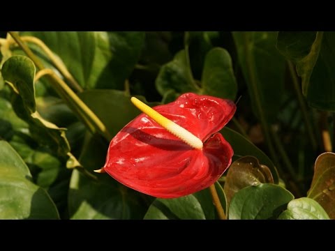 Videó: Anthurium Vagy Flamingó Virág