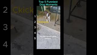 Dogs That Refuse to Come Home Alone 😂🐶 | Top 5