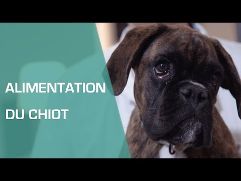 Vidéo: Comment Nourrir Un Chiot