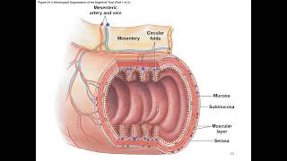 Chapter 24 Digestive System screenshot 5