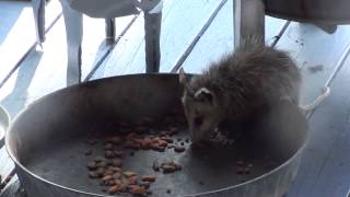 Baby Opossum eating cat food in daylight