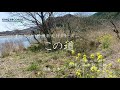 【癒しのメロディ】この道(山田耕筰)~オーケストラ抒情歌紀行/日本フィルハーモニー交響楽団