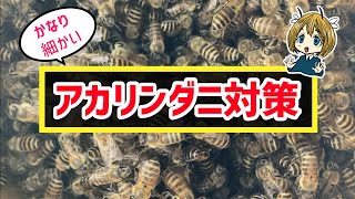【最新版】アカリンダニ対策を紹介【ニホンミツバチ】