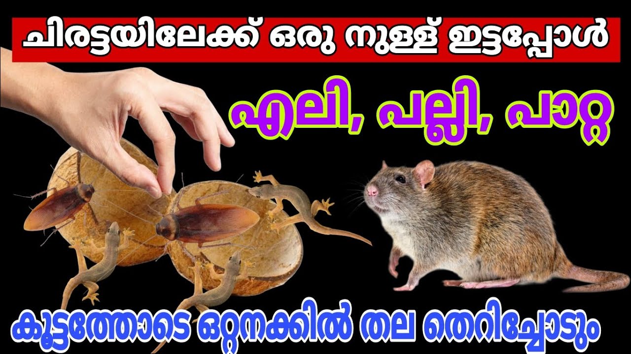 ചിരട്ടകൊണ്ട് ഇങ്ങനെ ചെയ്തു നോക്കൂ/എലി,പല്ലി,പാറ്റ ഒരു കാലത്തും വീടിന്റെ പരിസരത്തു വരില്ല/#kitchentip