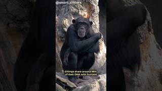 SMART CHIMPS | Top Intelligent Animals #2