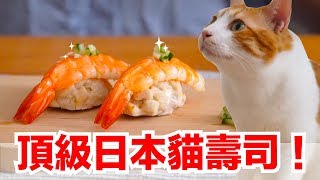 橘皮努力的忍住了超高誘貓力壽司【貓副食食譜】好味貓鮮食廚房EP151