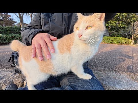 I send home the tabby cat that invaded the milk tea cat's