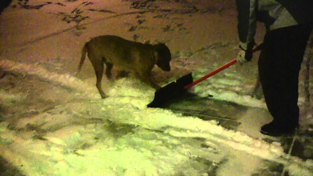 Dog helps shovel snow YouTube