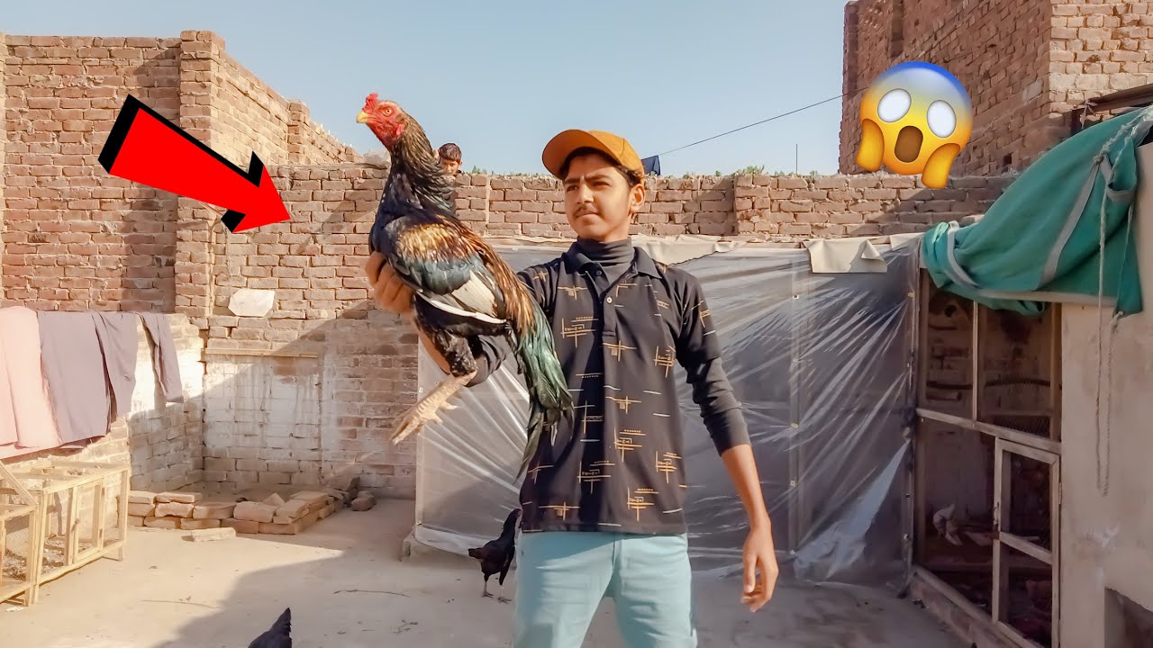 Panther Ko Setup Sy Nikal Do Dosra Murga Ly Kr Aao YouTube panther-ko-setup-sy-nikal-do-dosra-murga-ly-kr-aao-youtube