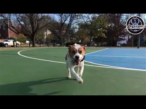kennedy:-4-year-old-swedish-farm-dog-|-no-e-collar-needed-|-off-leash-and-obedient