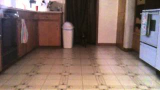 How 2 play fetch
