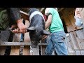 Castrating Pigs Myself | Wait, but Why?