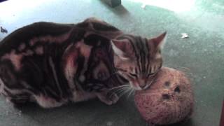 Bengal Cat Mango - Coo Coo For Coconut