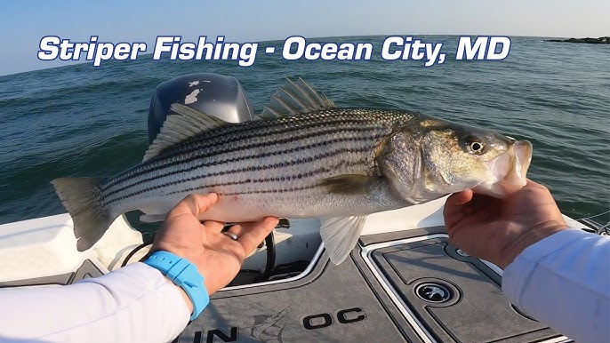 Trolling BIG Striped Bass off of Ocean City, Maryland 