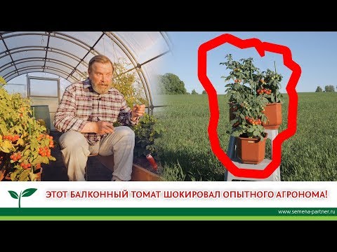 Video: Kelinci Direbus Dengan Tomat