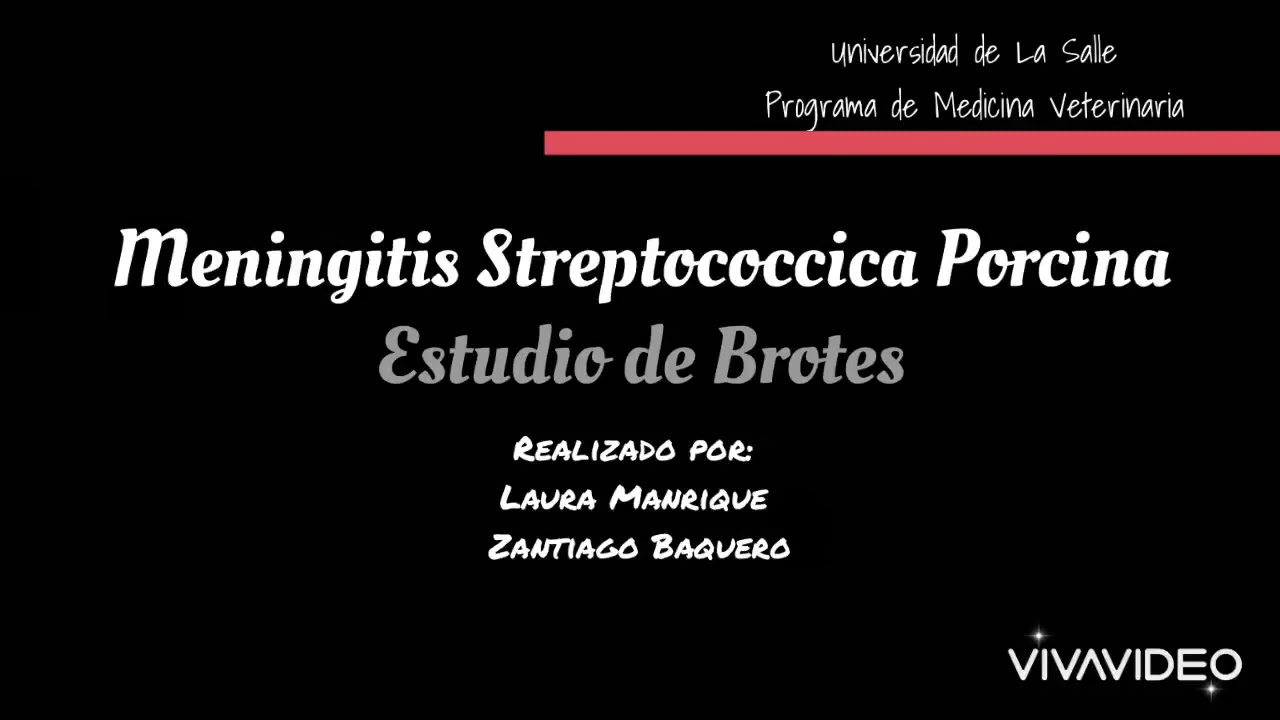Meningitis Streptococcica Porcina - YouTube