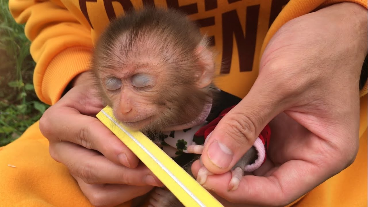 Cute little baby monkey | Baby monkey dozing while cutting nails ...
