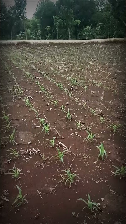story wa petani