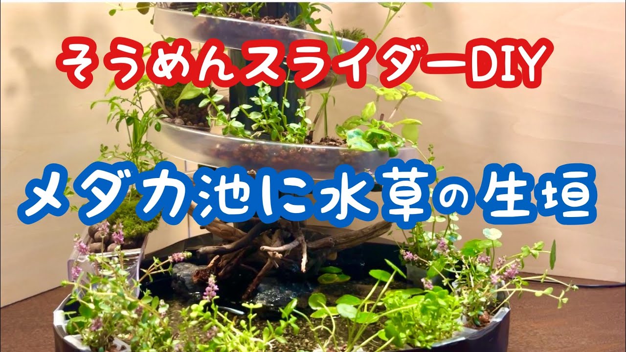 I created an aquatic plant hedge in my somen noodle slider garden