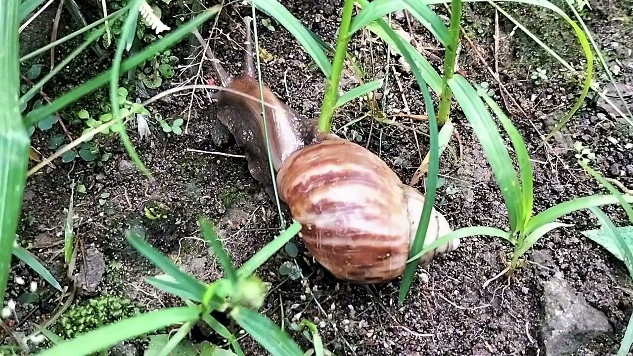 “Happy Snail Adventures #21 Fun Learning for Kids”