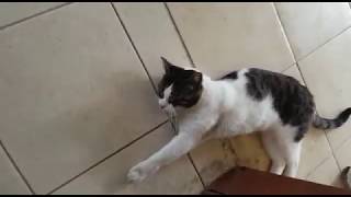 WhatsApp Video 2018 08 07 at 09 08 17