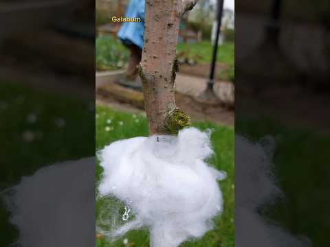 Видео: Плодовая капля на тутовых деревьях - исправление спелых и преждевременных плодов шелковицы