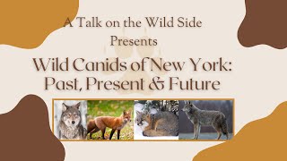 Wild Canids of New York: Past, Present, and Future