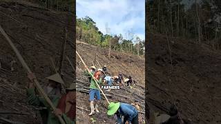 How Vietnamese Farmers Grow Rice on Steep Hills 🌾 How Vietnamese Farmers Grow Rice on Steep Hills 🌾