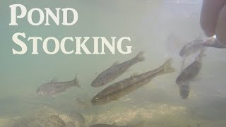 Stocking Backyard Bass Pond with Shiner Minnows, Crayfish and more