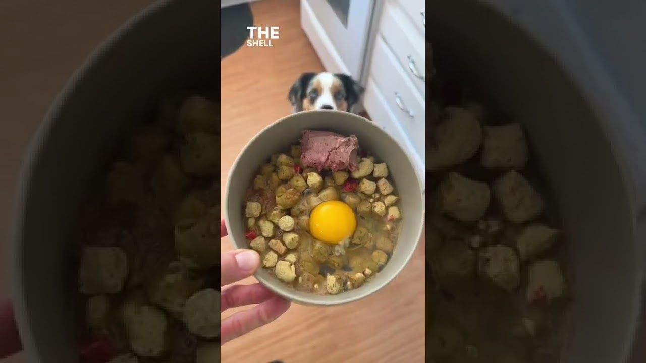 What&rsquo;s your dog&rsquo;s favorite kibble topper of all time?👀🐶 #thebkpets #walmart #kibbletoppers #shorts