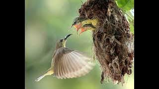 Suara pikat Sogon ampuh MP3 