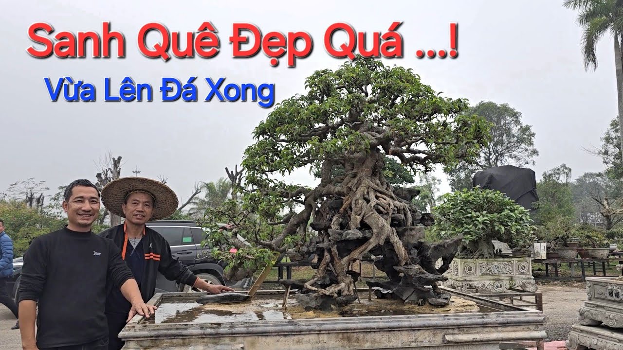 CÂY SANH QUÊ LÊN ĐÁ XONG ĐẸP QUÁ và hàng loạt CÂY MỚI trong vườn bạn TÀI - CHỢ CÂY LONG BIÊN .
