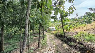  ‼️ Kehidupan unik tersembunyi suku Jawa pedalaman 