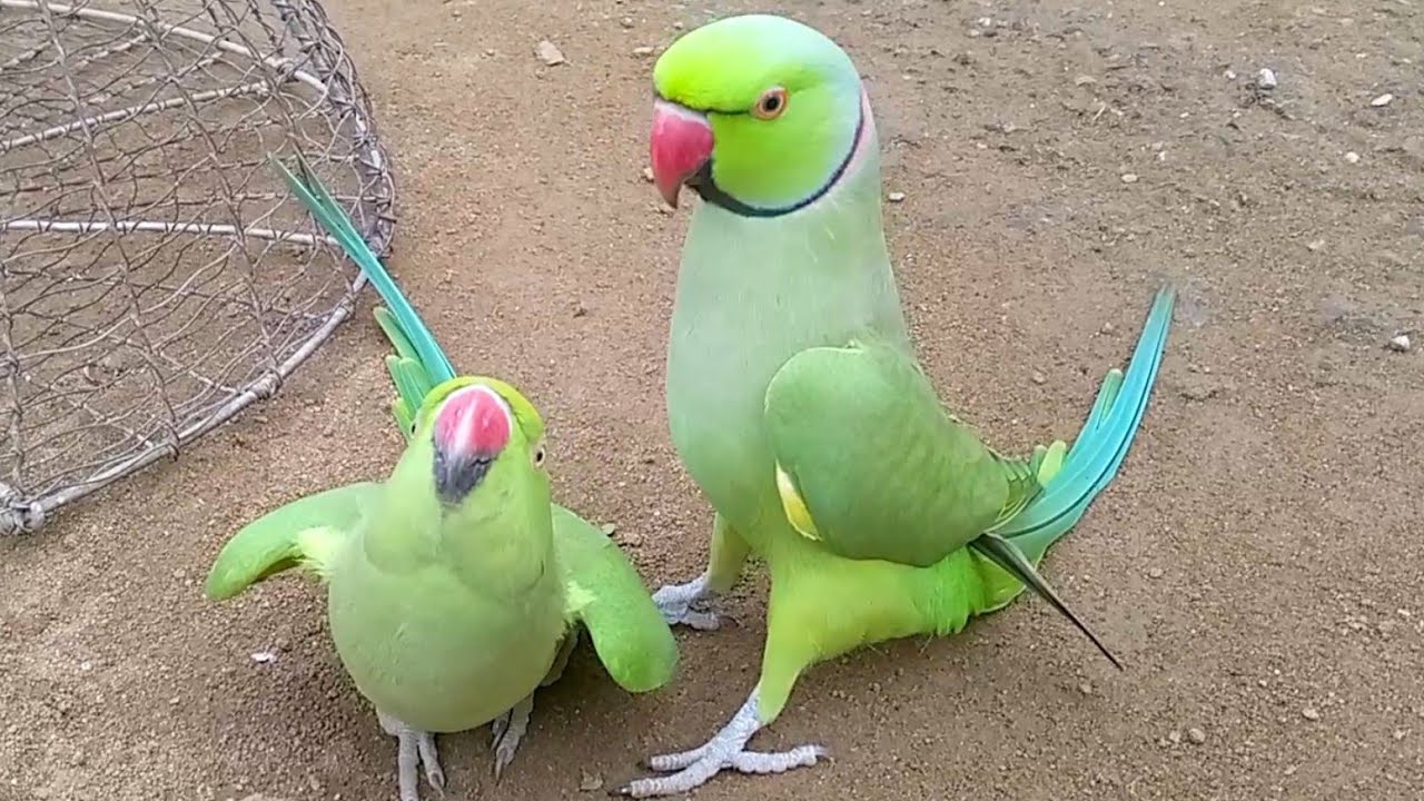 Paroros Train Parrot Show Train Parrots Open Video - YouTube