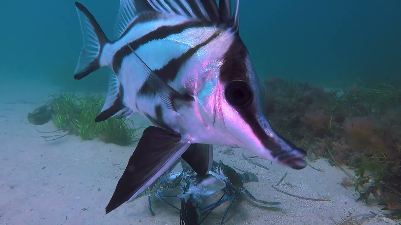 Critter Corner: Longsnout Boarfish - Ep 53