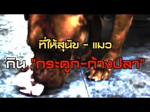 ไขข้อสงสัย? ทำไม สุนัข –แมว ห้ามกินกระดูก | สติข่าว | ข่าวช่องวัน | ช่อง one31