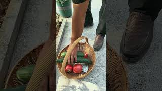 With a small vegetable garden right outside my door, I never have to worry