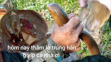 Hôm nay thăm lờ cá lóc bự có ếch lương nữa cả nhà ơi 