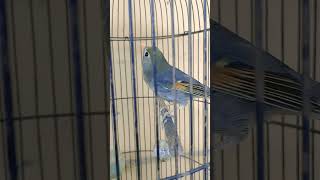 Download Lagu BURUNG ROBIN BETINA BUAT pancingan MP3 Download Lagu BURUNG ROBIN BETINA BUAT pancingan MP3