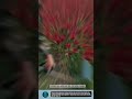 Efficient Chili Harvesting Tool for Faster Farming #tools