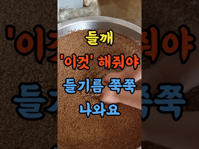 들깨 짜기 전 이것 해줘야 들기름이 쭉쭉 배로 나와요