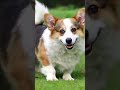 Anak Anjing Corgi Lucu #dog #dogshorts #dogvideos  #animals #anjinglucu