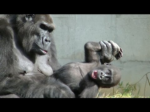 ゴリラのおもしろ動画 Part1 東山動物園 Youtube