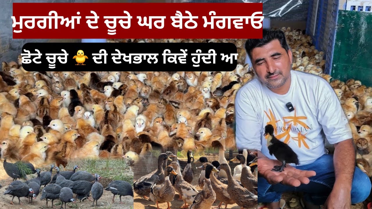ਮੁਰਗੀਆਂ ਦੇ ਚੂਚੇ ਚਕੋਰਾਂ ਬੱਕਤਾਂ ਦੇ ਬੱਚੇ ਘਰ ਬੈਠੇ ਮੰਗਵਾਓ 