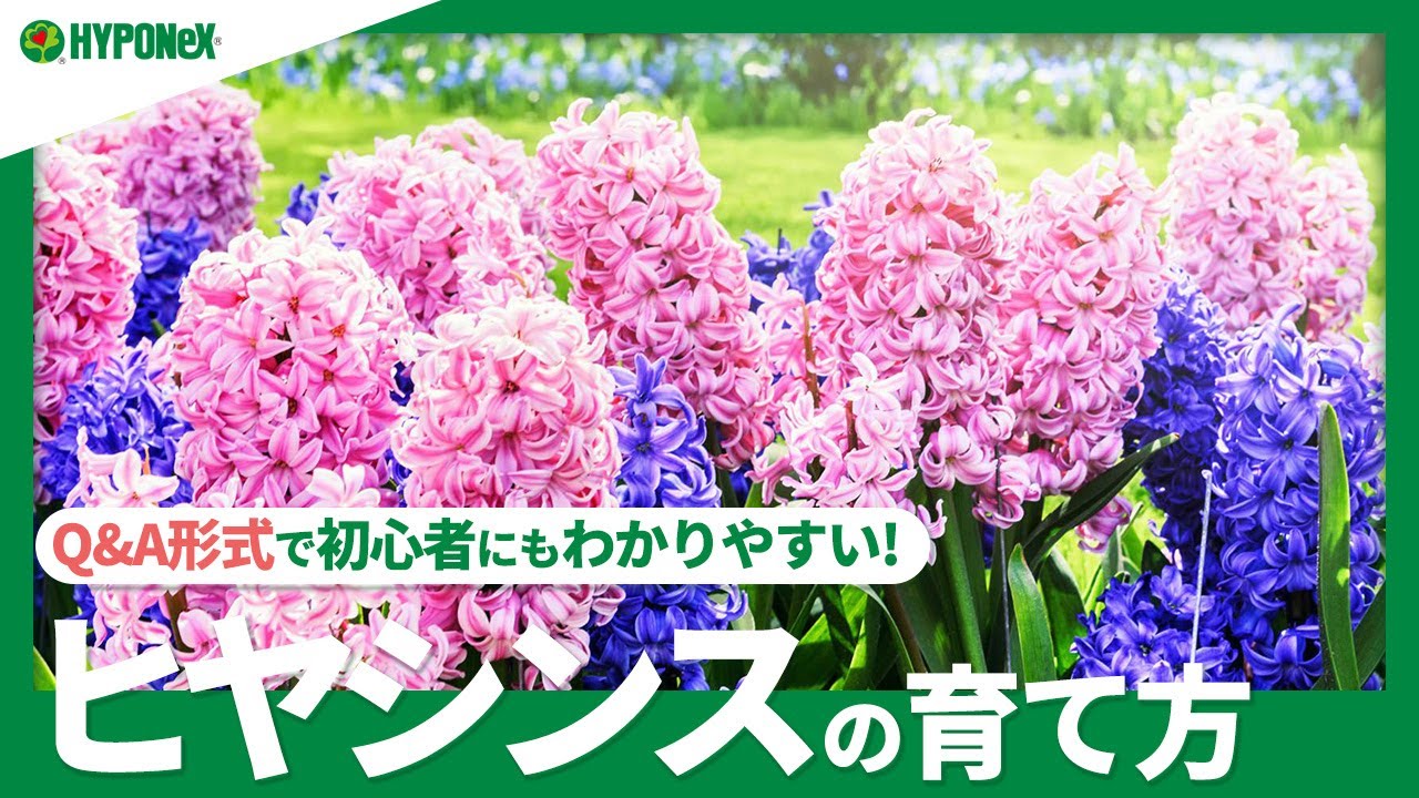 春に咲く花10選 うららかな日差しの下で育てたい初心者向け植物 植物とあなたをつなぐplantia