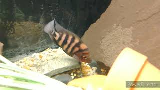 Young Redhead Isletas Cichlid Stud Cj And Miss Ruby Red